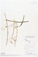 登錄號:BS04480藏品圖，第1張