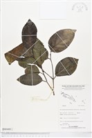 登錄號:BS04481藏品圖，第1張