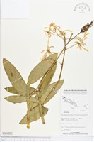 登錄號:BS04484藏品圖，第1張