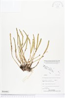 登錄號:BS04485藏品圖，第1張