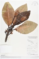 登錄號:BS04487藏品圖，第1張