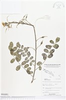 毛苦參藏品圖，第1張