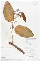 登錄號:BS04489藏品圖，第1張