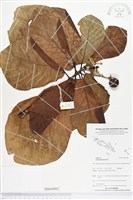 葛塔德木、欖仁舅藏品圖，第1張