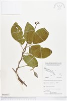 登錄號:BS04493藏品圖，第1張