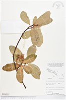 登錄號:BS04494藏品圖，第1張