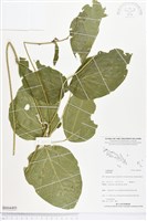 登錄號:BS04495藏品圖，第1張