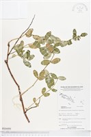 登錄號:BS04496藏品圖，第1張