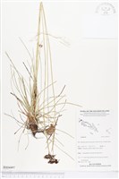 登錄號:BS04497藏品圖，第1張