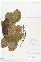 登錄號:BS04499藏品圖，第1張