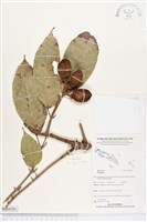 登錄號:BS04501藏品圖，第1張