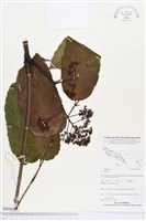 登錄號:BS04503藏品圖，第1張