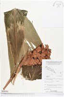 登錄號:BS04506藏品圖，第1張