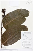 登錄號:BS04508藏品圖，第1張