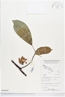 登錄號:BS04509藏品圖，第1張