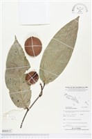 登錄號:BS04511藏品圖，第1張