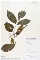 登錄號:BS04512藏品圖，第1張