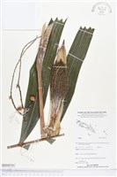 登錄號:BS04516藏品圖，第1張