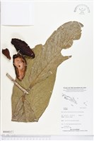 登錄號:BS04517藏品圖，第1張