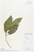 登錄號:BS04518藏品圖，第1張