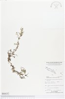 小牙草藏品圖，第1張