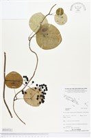 登錄號:BS04522藏品圖，第1張