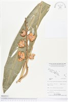 登錄號:BS04523藏品圖，第1張