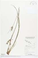 竹子飄拂草藏品圖，第1張