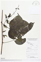 恆春血藤藏品圖，第1張