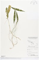 散穗弓果黍藏品圖，第1張