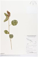 登錄號:BS04535藏品圖，第1張