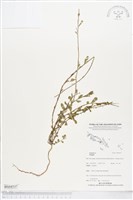 登錄號:BS04537藏品圖，第1張