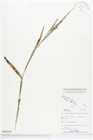 毛果珍珠茅藏品圖，第1張