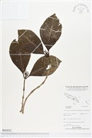 登錄號:BS04543藏品圖，第1張