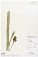 登錄號:BS04546藏品圖，第1張