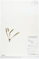 登錄號:BS04547藏品圖，第1張