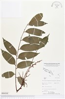 登錄號:BS04548藏品圖，第1張