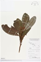 登錄號:BS04551藏品圖，第1張