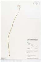 登錄號:BS04552藏品圖，第1張