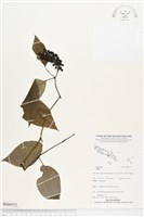 登錄號:BS04553藏品圖，第1張