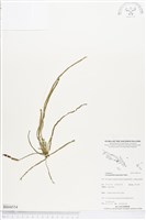 登錄號:BS04554藏品圖，第1張