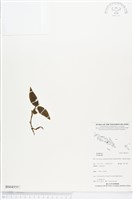 登錄號:BS04555藏品圖，第1張