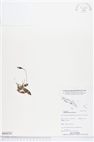 登錄號:BS04556藏品圖，第1張