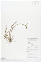 登錄號:BS04557藏品圖，第1張