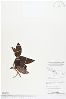 登錄號:BS04558藏品圖，第1張