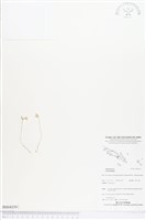 登錄號:BS04559藏品圖，第1張