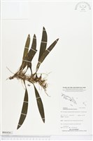 登錄號:BS04561藏品圖，第1張