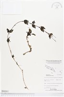 登錄號:BS04563藏品圖，第1張