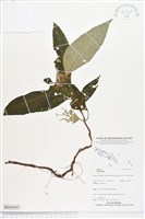 登錄號:BS04565藏品圖，第1張