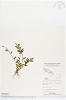 登錄號:BS04568藏品圖，第1張